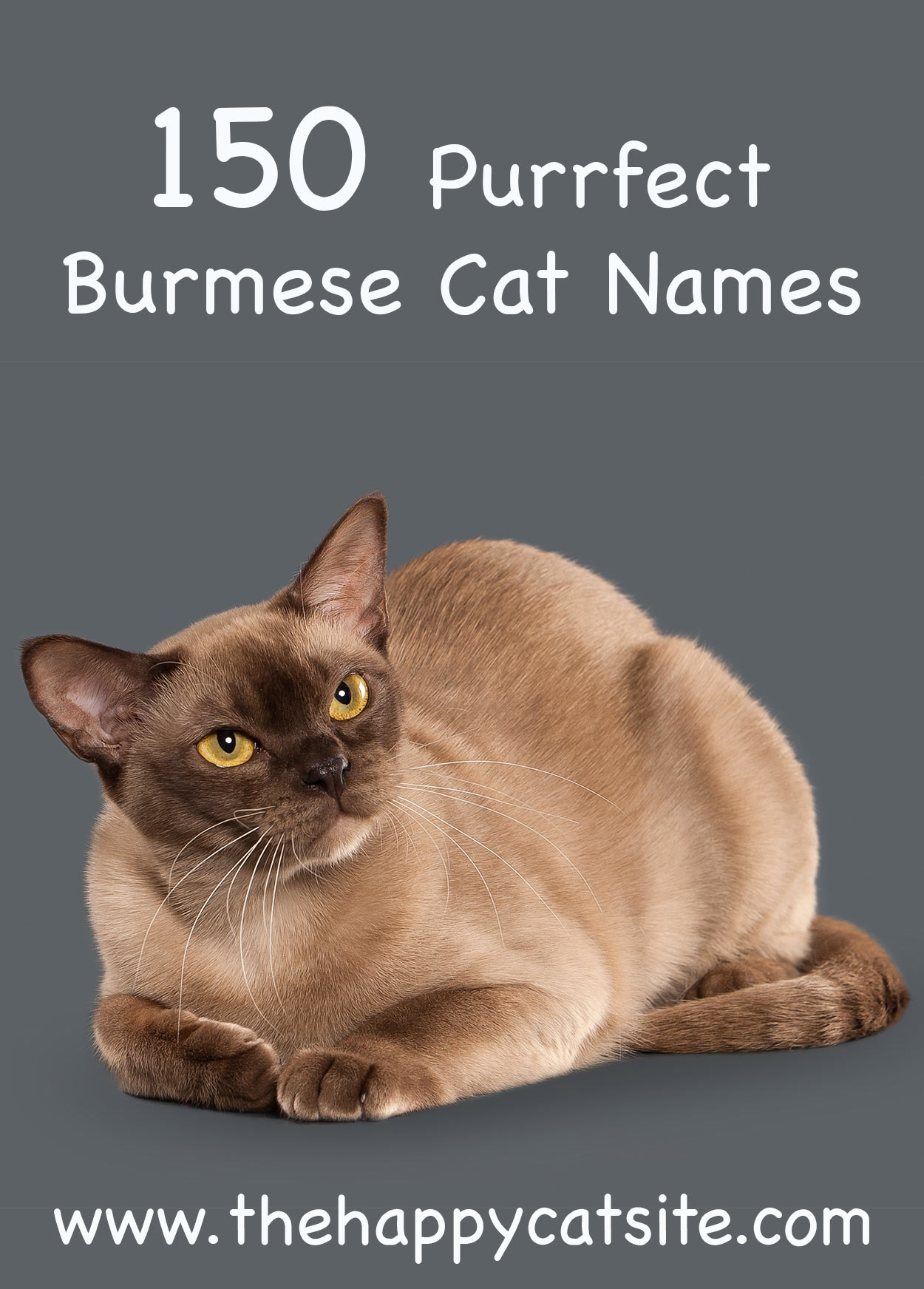 Burmese Cat Names 150 Purrfect Ideas 