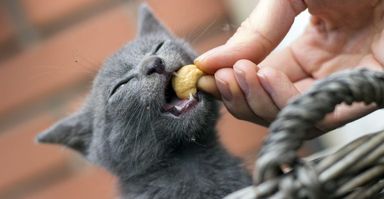 can-cats-eats-cashews