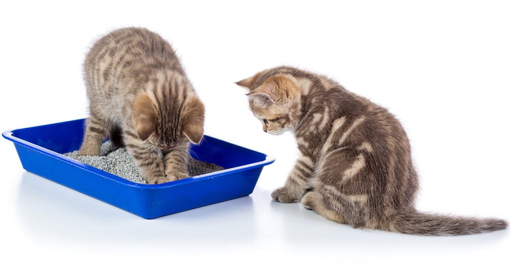 can-cats-share-a-litter-box