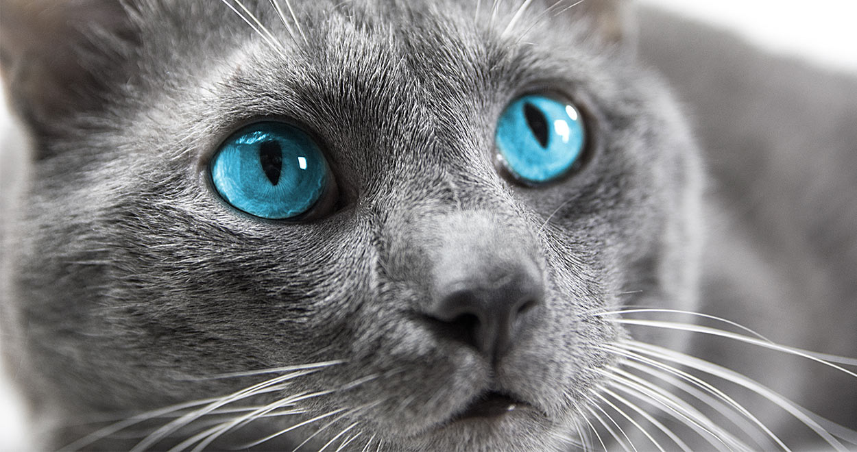 gray tabby cat with blue eyes