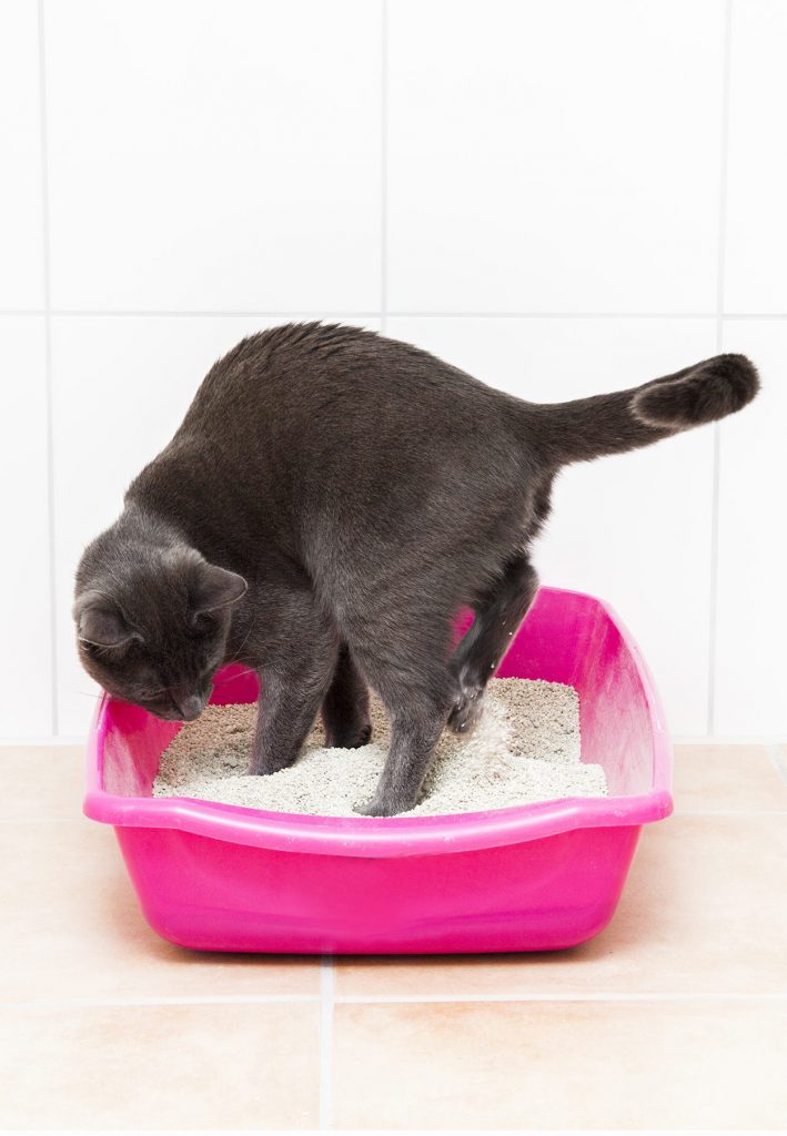 Best Clumping Cat Litter