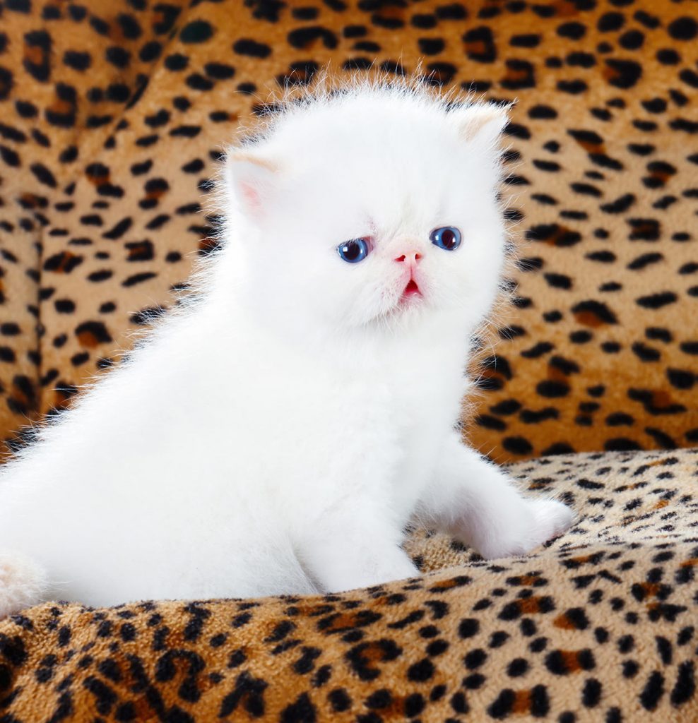 traditional persian kitten