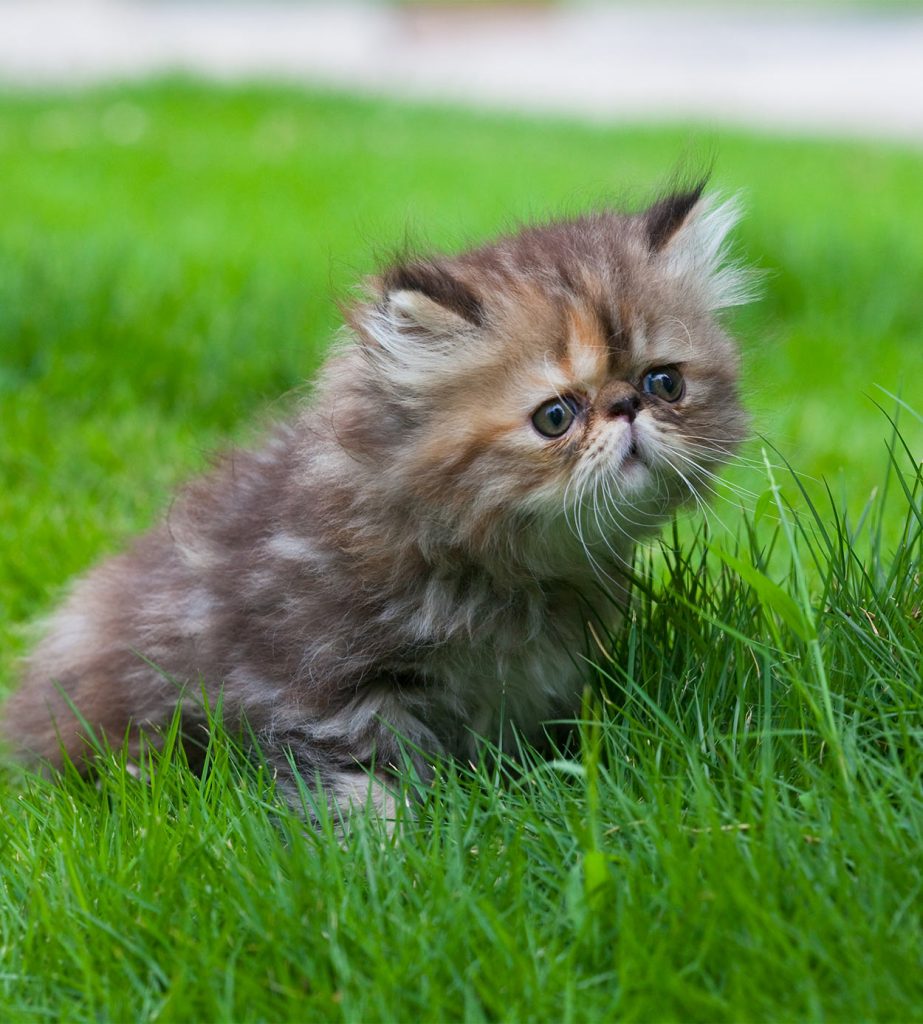 persian-cat-names-over-200-gorgeous-ideas