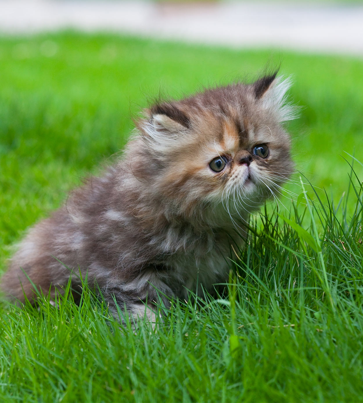 Persian Cat Names Over 200 Gorgeous Ideas 