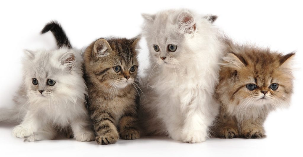 fluffy persian kittens
