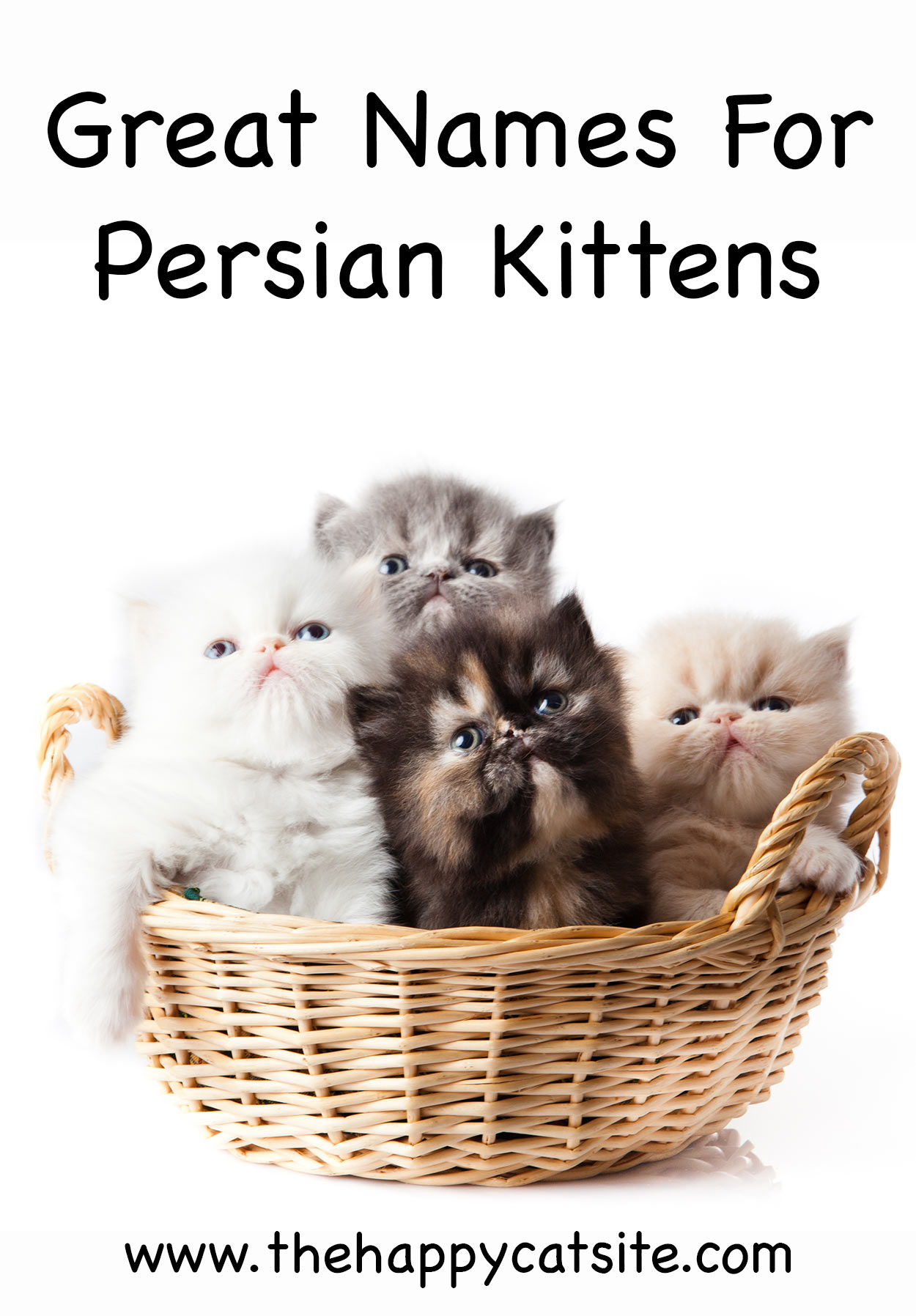 Persian Cat Names Over 200 Gorgeous Ideas 