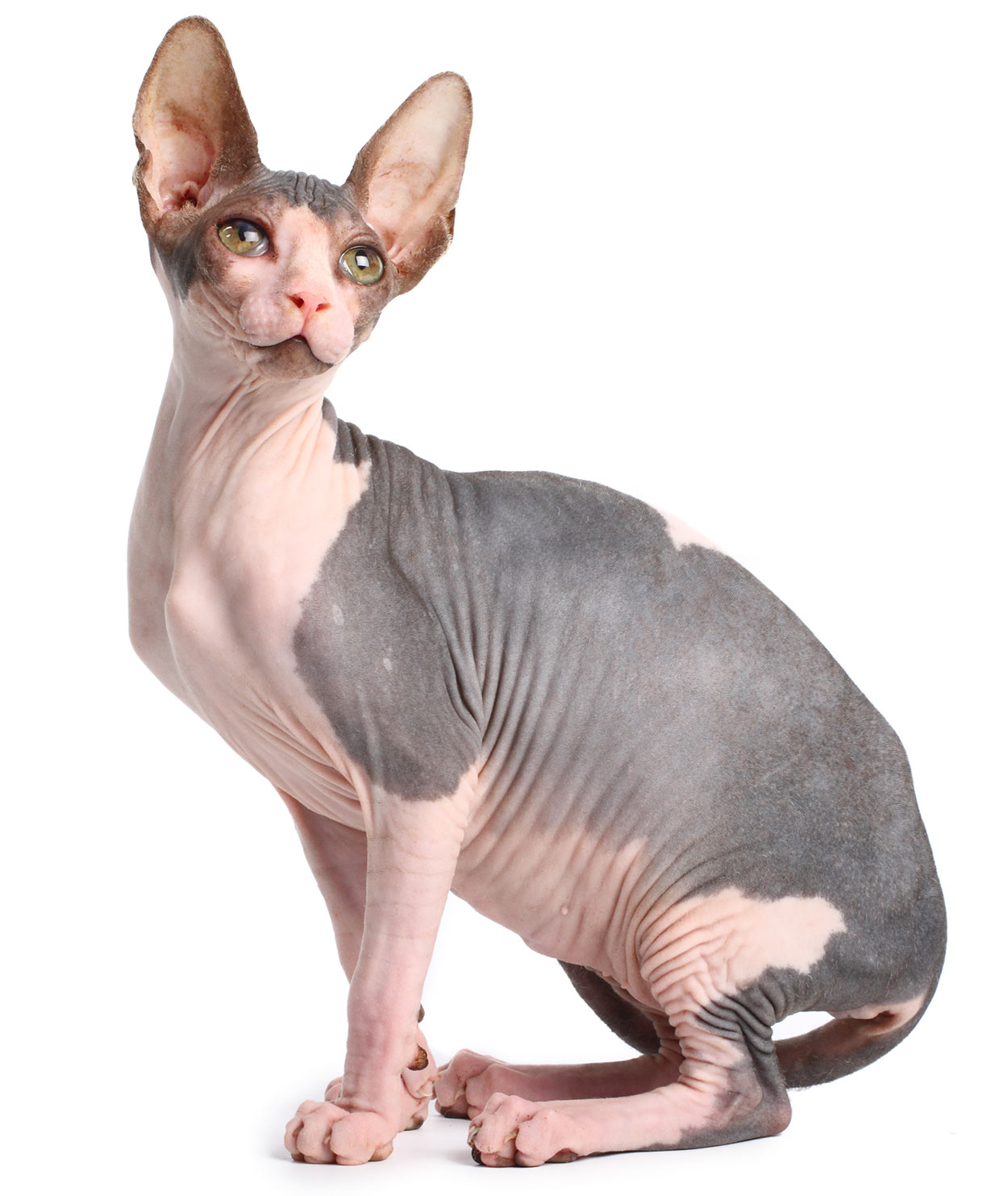 a bald cat