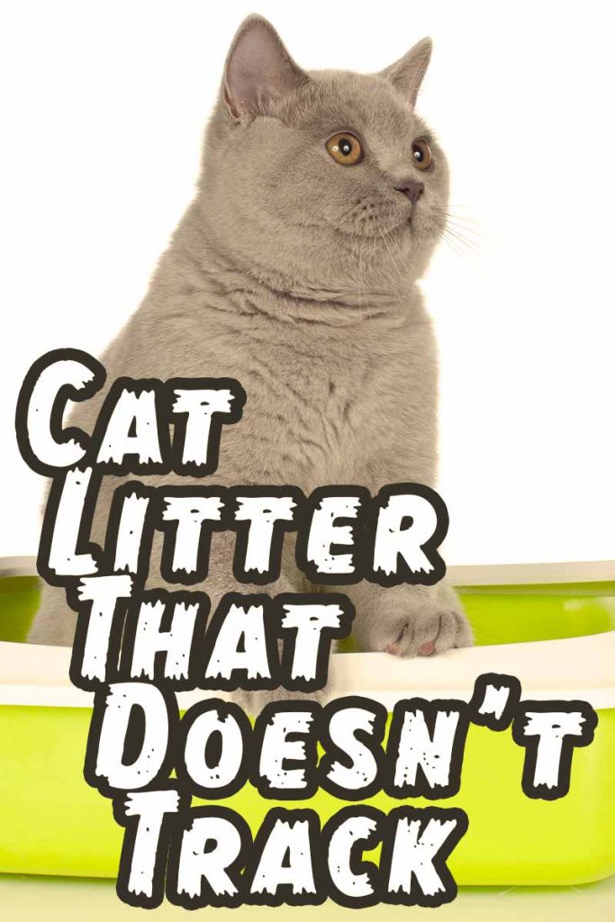 Cat Litter That Doesn't Track The Best Products and Accessories