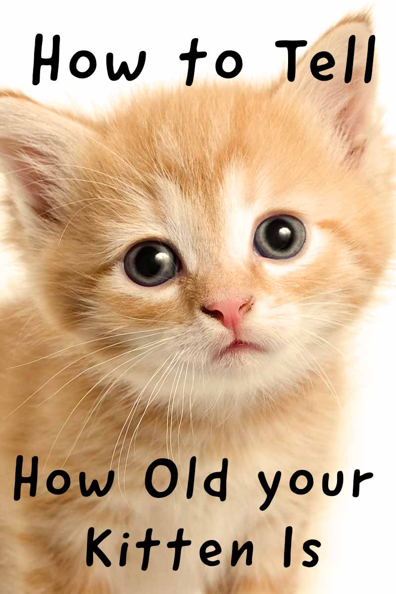 How To Tell How Old A Kitten Is Pictures Sudansite