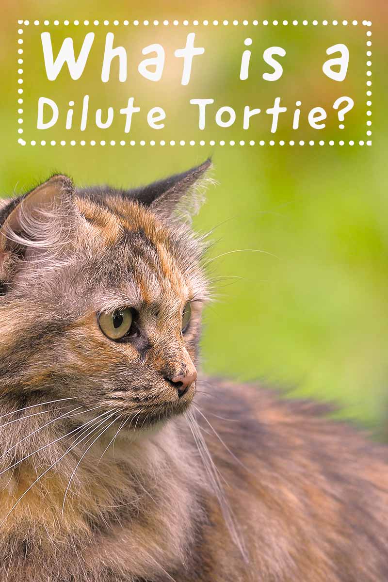 What Is Dilute Urine In Cats