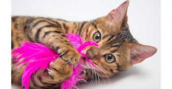 bengal cat toys