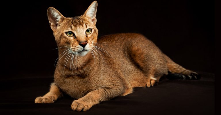 Chausie Cat Names - Over 150 of the Coolest and Cutest Choices