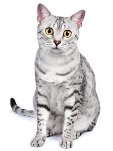 Egyptian Mau Cat - Everything You Need To Know