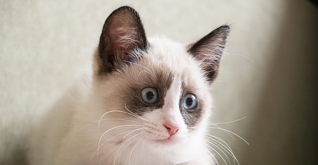 Snowshoe Cat Breed Information Center A Complete Guide