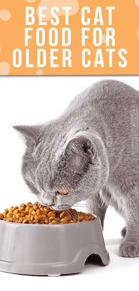 best-cat-food-for-senior-cats-with-arthritis-kellye-chun