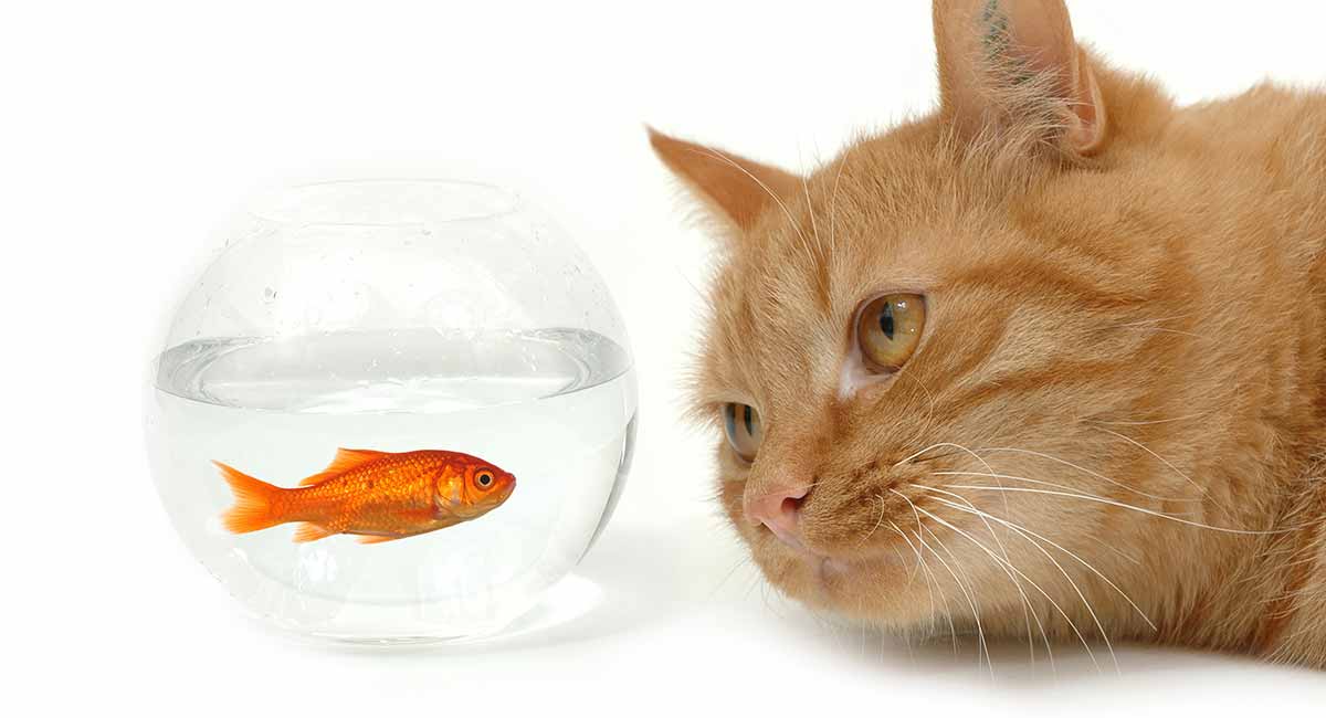 Fish Oil For Cats - The Benefits And 