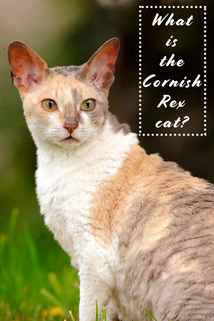 Cornish Rex Your Complete Guide To A Curly Coated Cat 