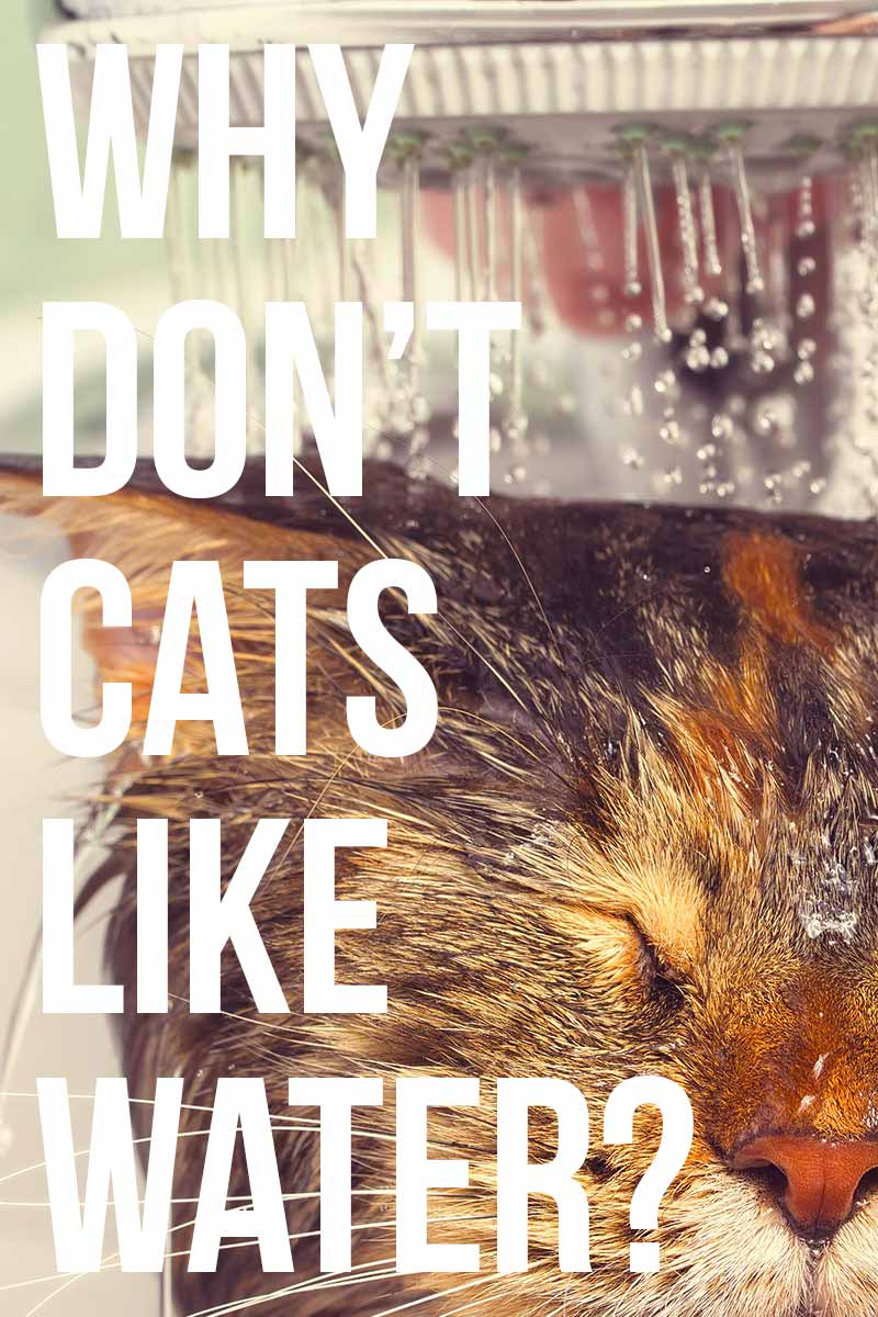 Why Don't Cats Like Water?