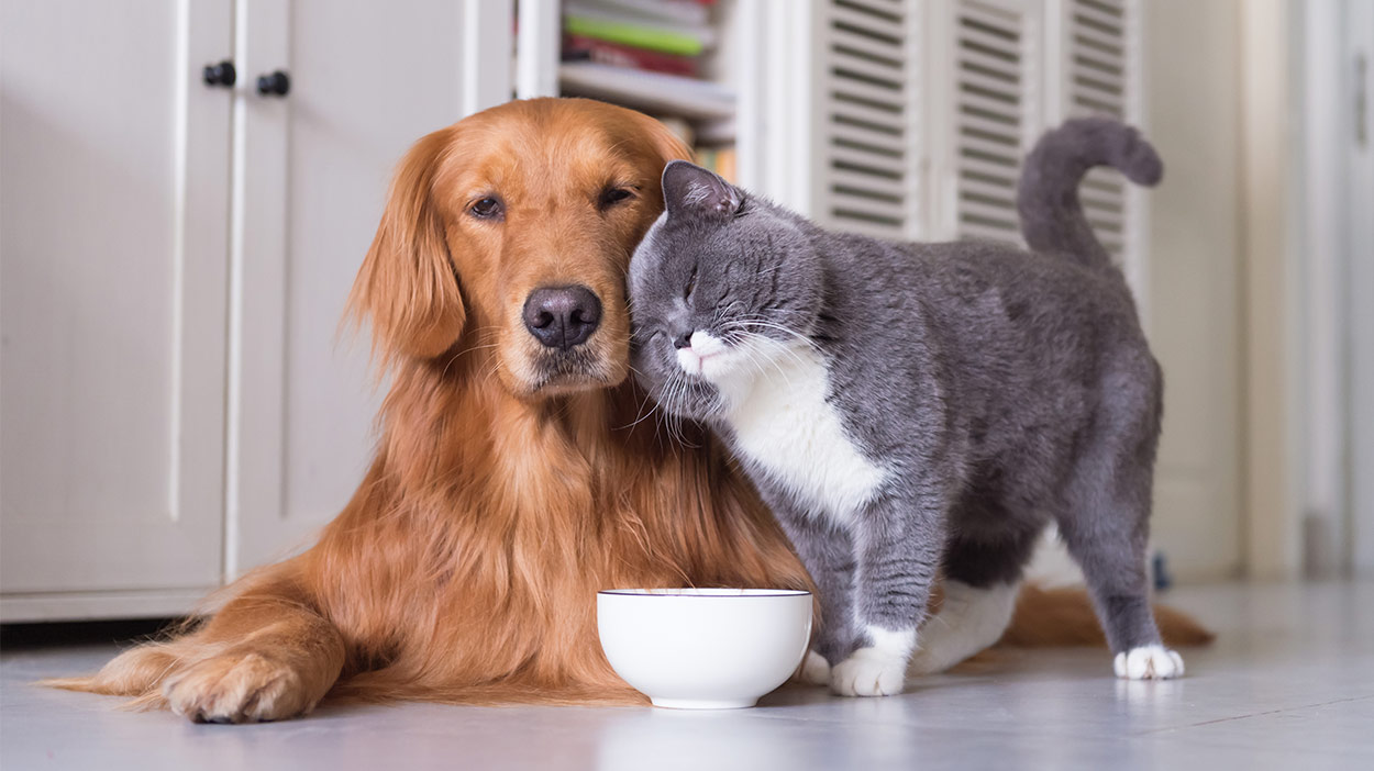 Can Cats Eat Dog Food? Comparing Cat 