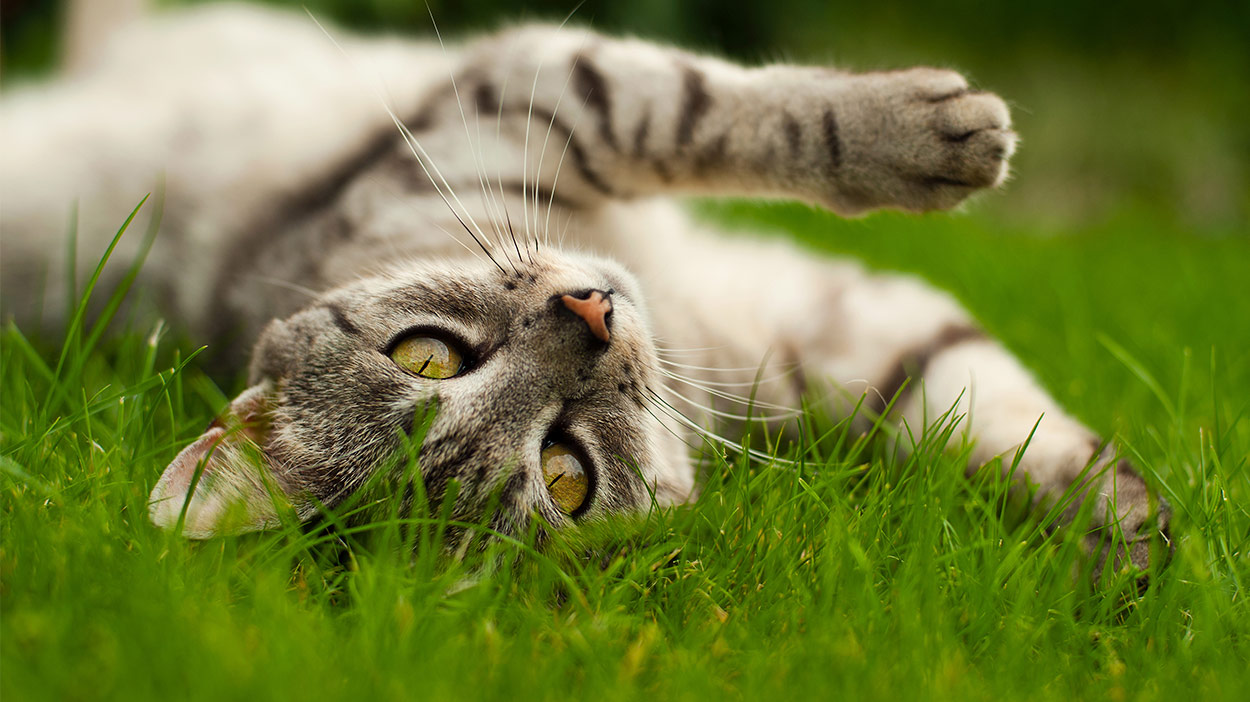 Diatomaceous Earth For Cats What Is It And What Can It Do 