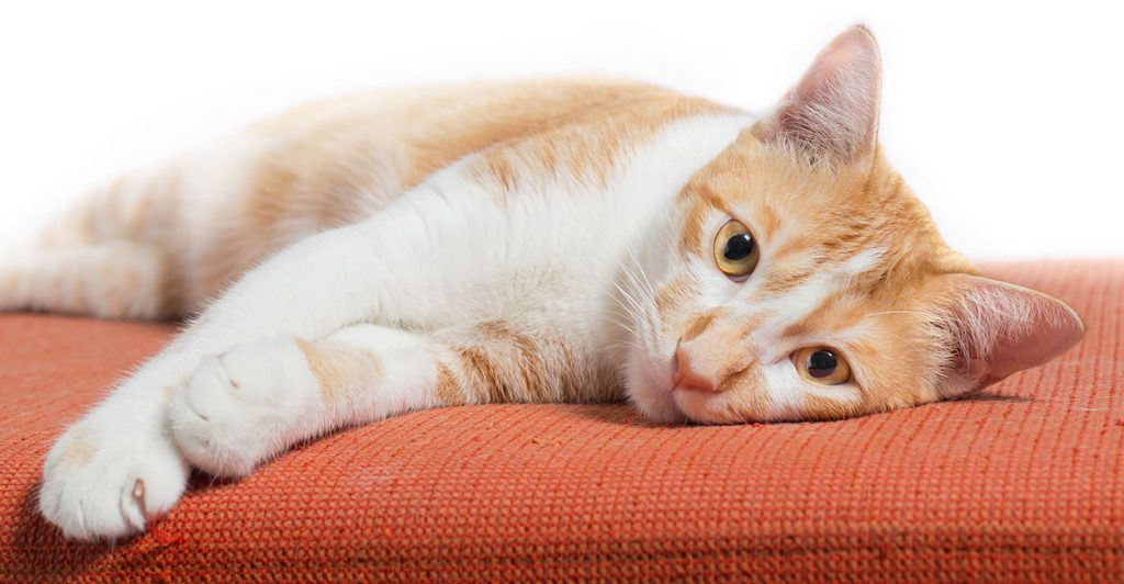 do-cats-know-their-names-how-to-tell-and-how-to-teach-them