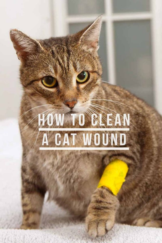 how-to-clean-a-cat-wound-and-when-to-ask-your-vet-for-help