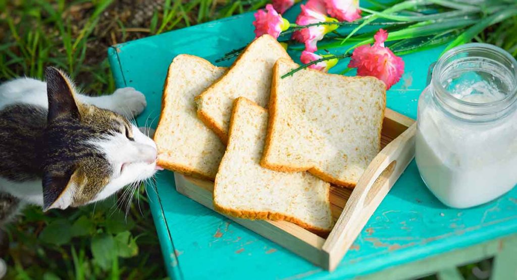 Can Cats Eat Bread? A Complete Guide to Cats and Bread