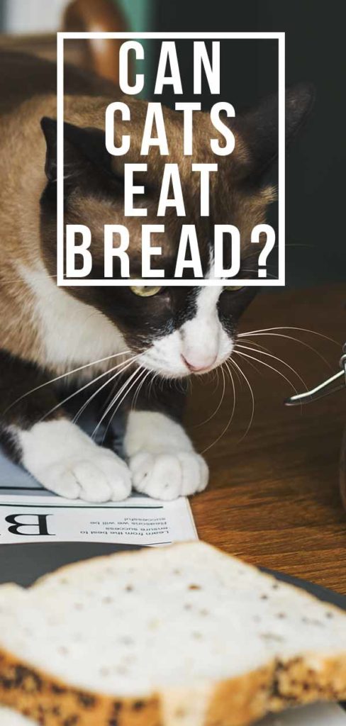 Can Cats Eat Bread? A Complete Guide to Cats and Bread