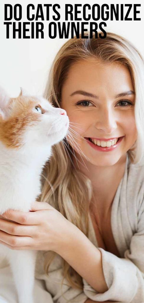 do-cats-recognize-their-owners-how-do-cats-see-humans