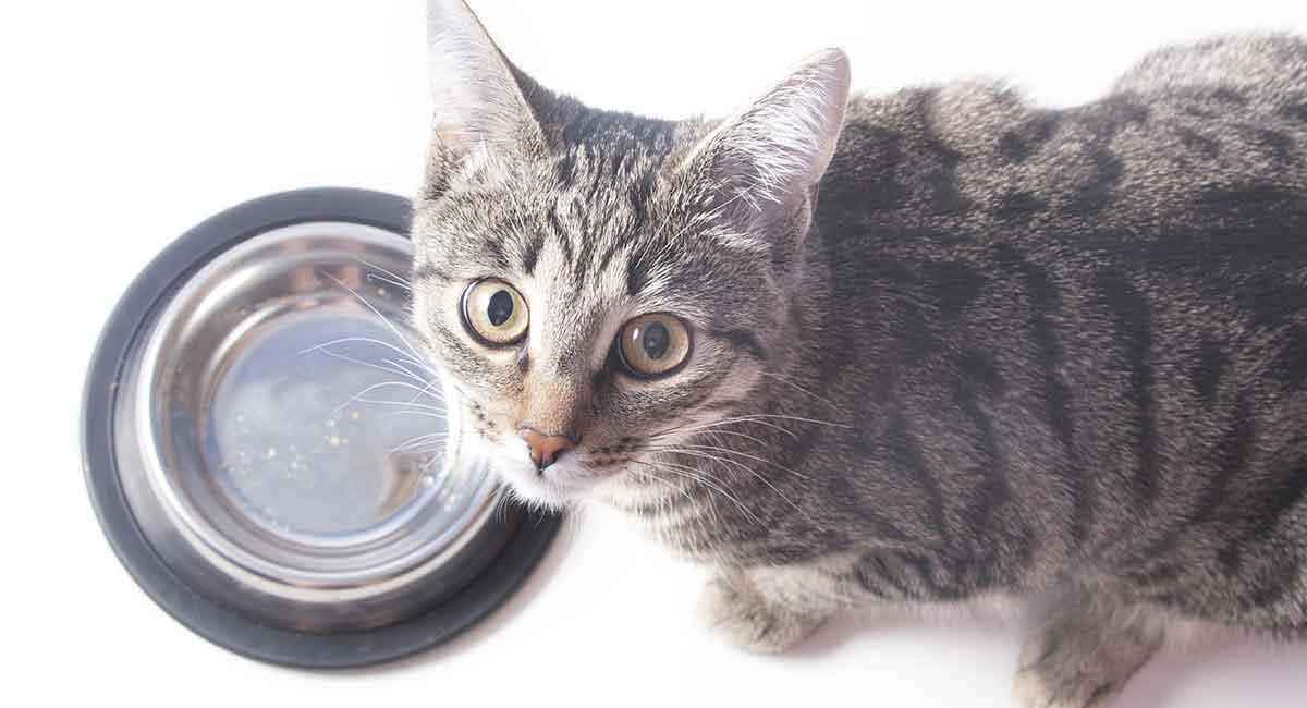 best cat food to help gain weight