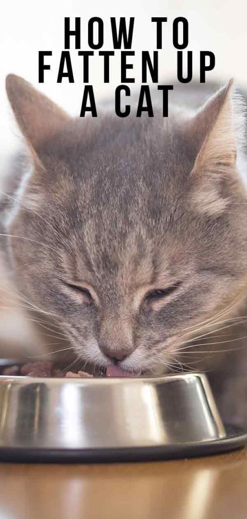 how-to-fatten-up-a-cat-that-needs-to-gain-weight