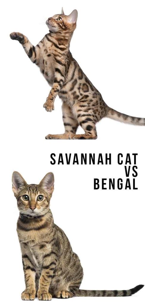 Savannah Cat Vs Bengal - Which Wild Hybrid Is Right For You?