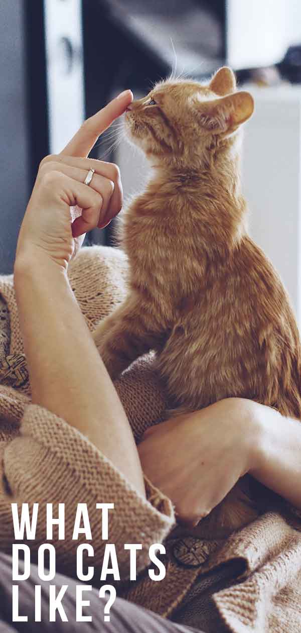 Wat vinden katten leuk? 20 Manieren Om Een Kat Gelukkig Te Maken!