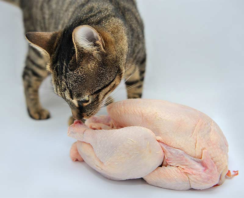 Can Cats Eat Raw Chicken? Is It Safe 