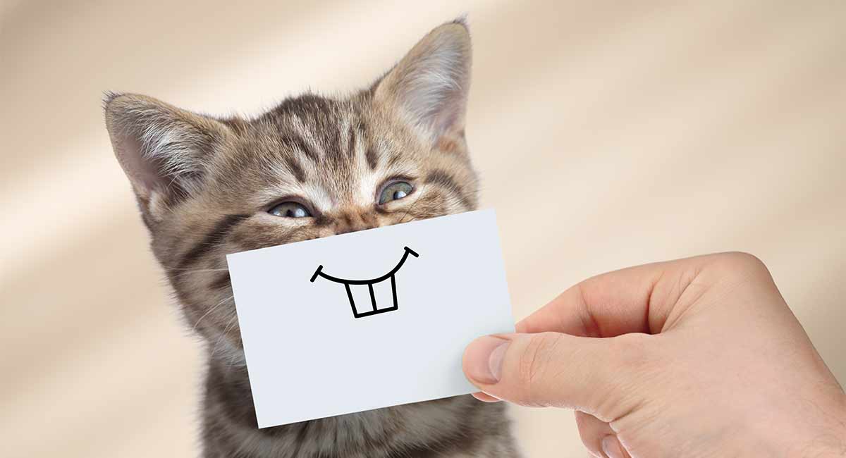 Do Cats Smile And How To Spot A Happy Cat