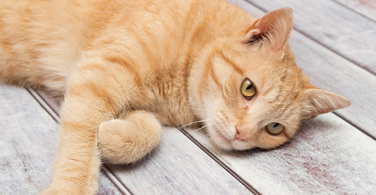 Natural Antibiotics For Cats - What Are 