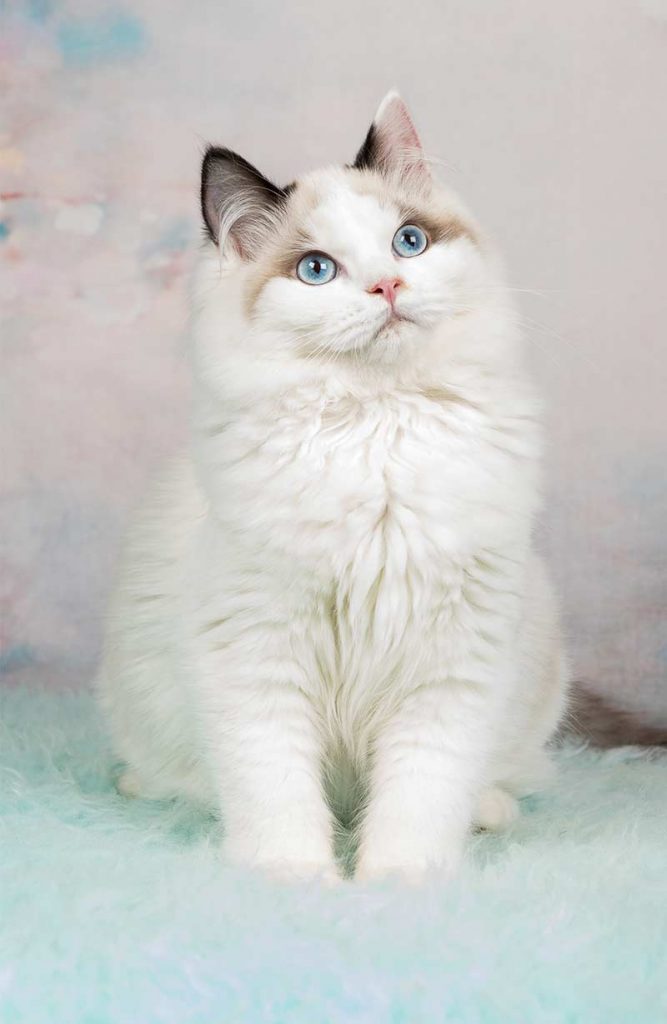 Ragdoll Cat Temperament - Everything You Need To Know