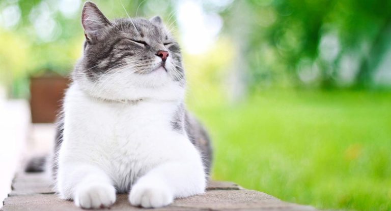 21-common-cat-behaviors-and-what-they-mean