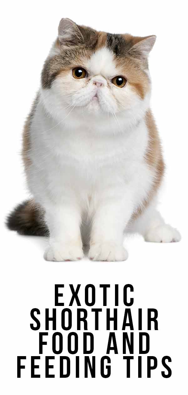 Exotic Shorthair Food and Feeding Tips