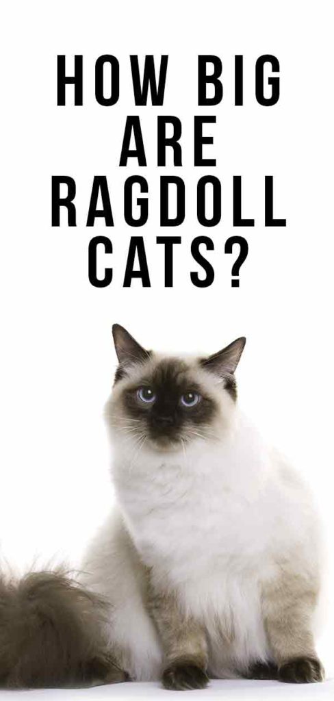 how-big-are-ragdoll-cats-your-ragdoll-size-guide