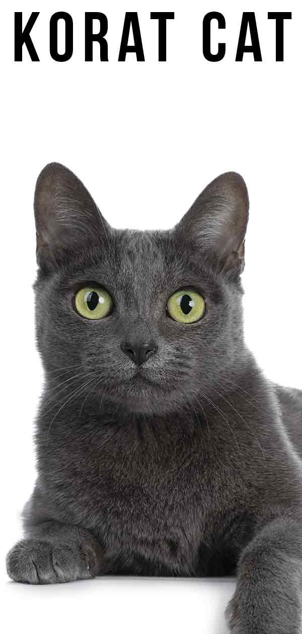 Korat Cat - Perfekt, uralt und unverändert?