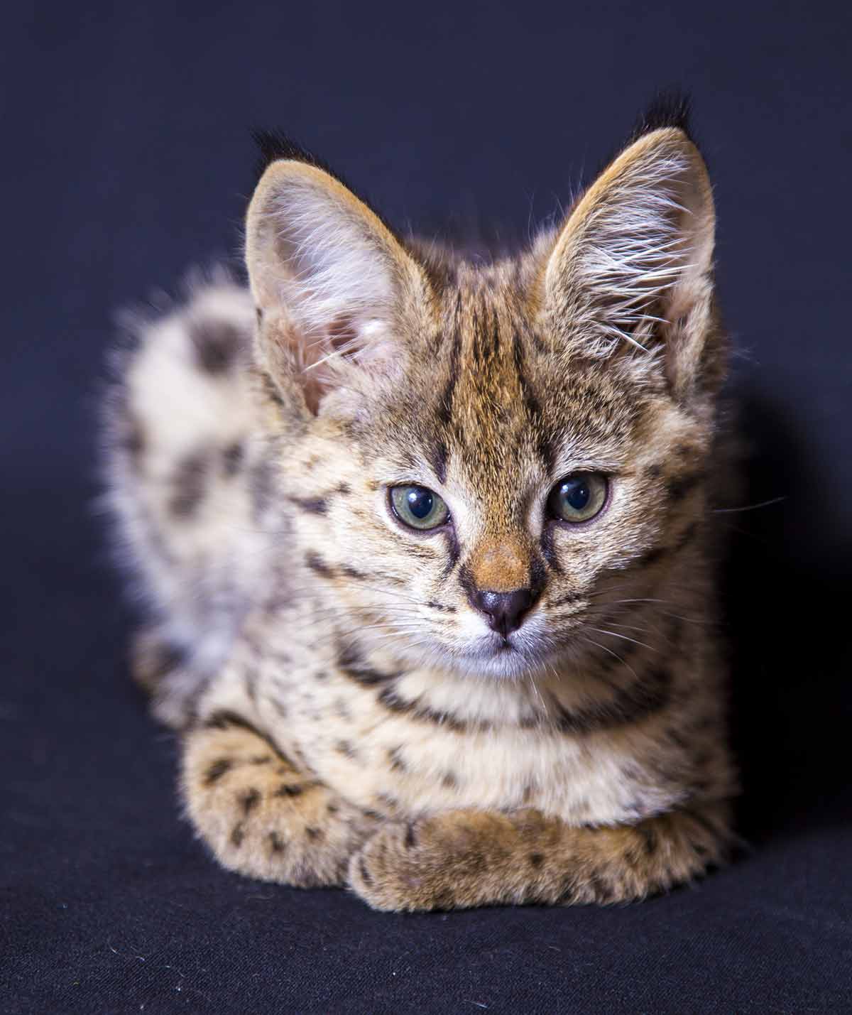 Are Savannah Cats Hypoallergenic? The Search For A Non Shedding Cat