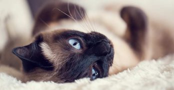 Cat Facts & Fun Archives - The Happy Cat Site