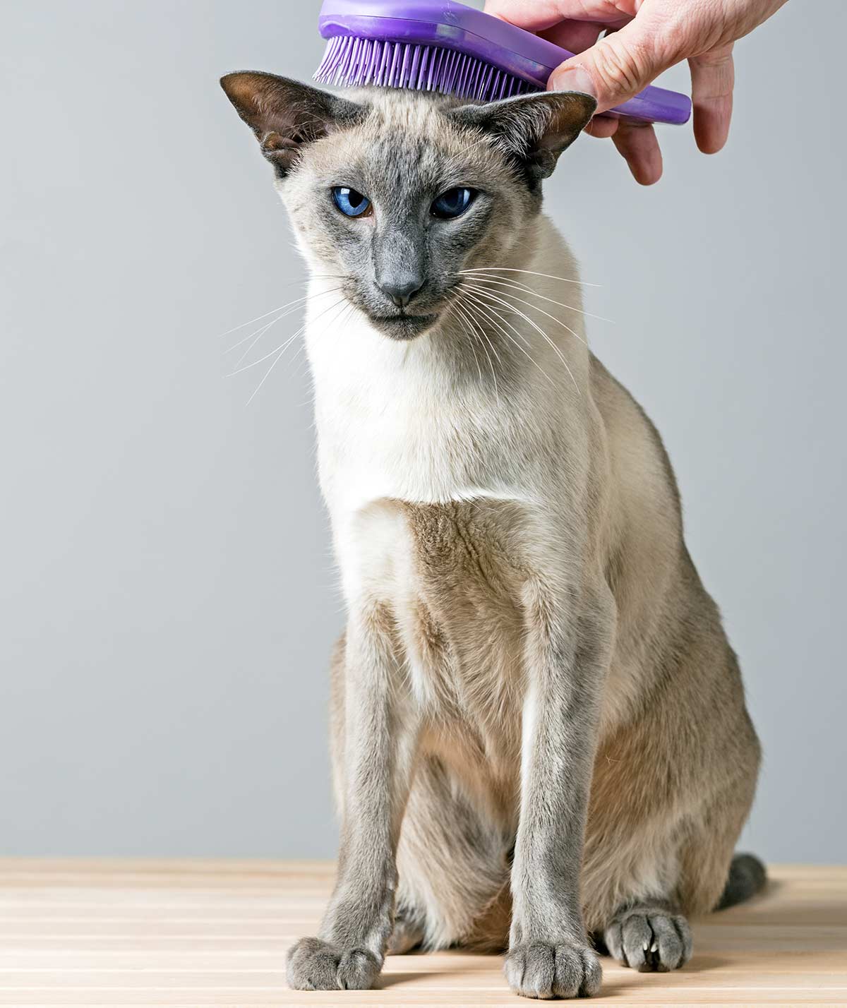 36 Top Images Are Lynx Point Siamese Cats Hypoallergenic : Siamese Cat Breed Facts And Personality Traits Hill S Pet