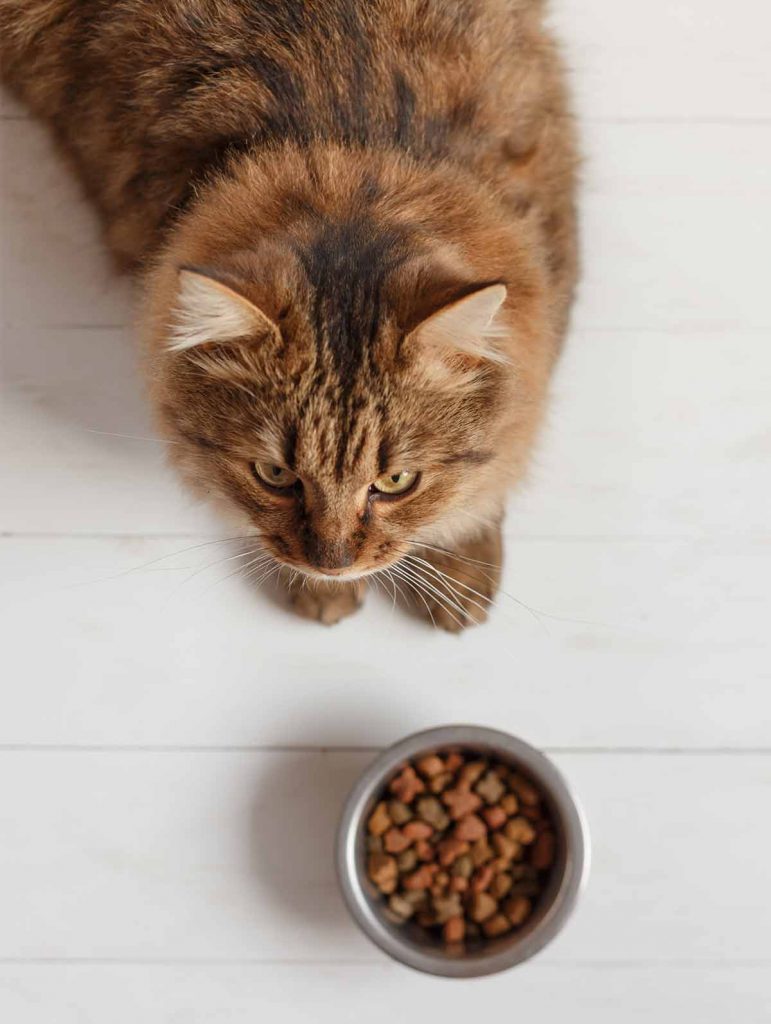 food for finicky cats