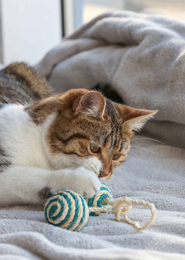 toys for cats to entertain themselves