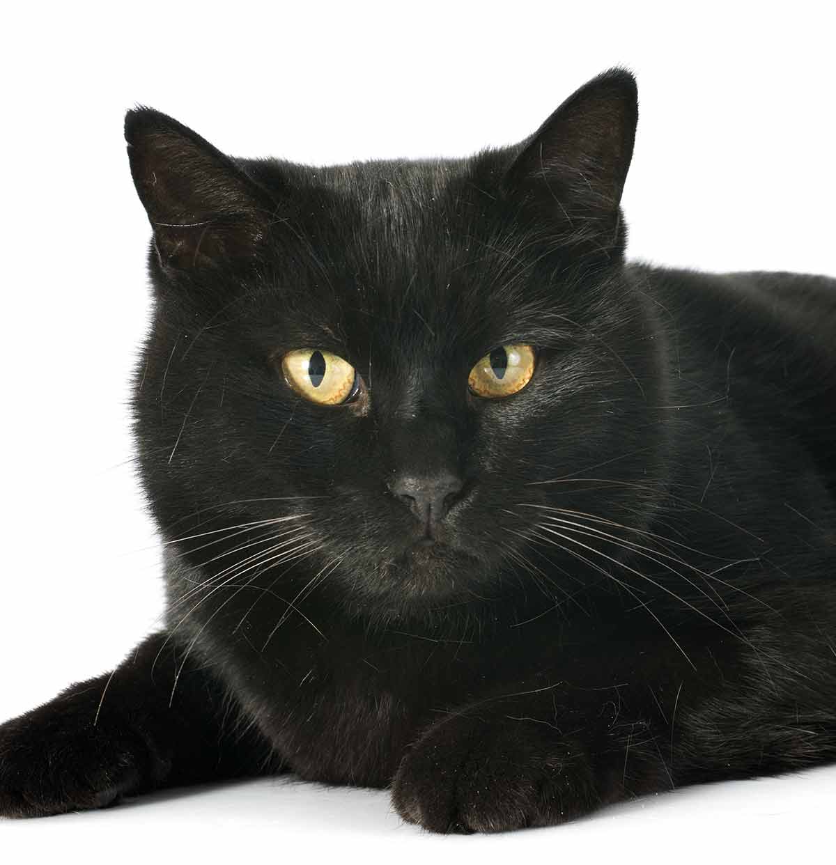 Black Cat Breeds Which Ones Make The Best Pets 