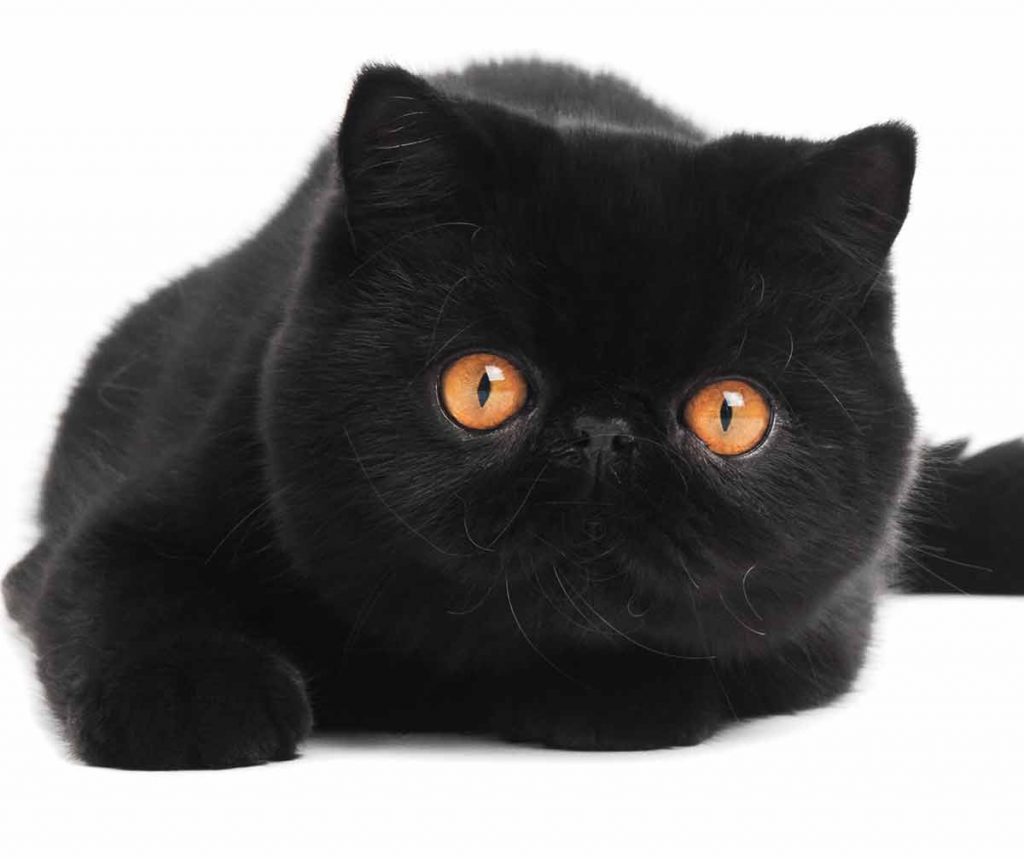 Black Cat Breeds - Which Ones Make The Best Pets?