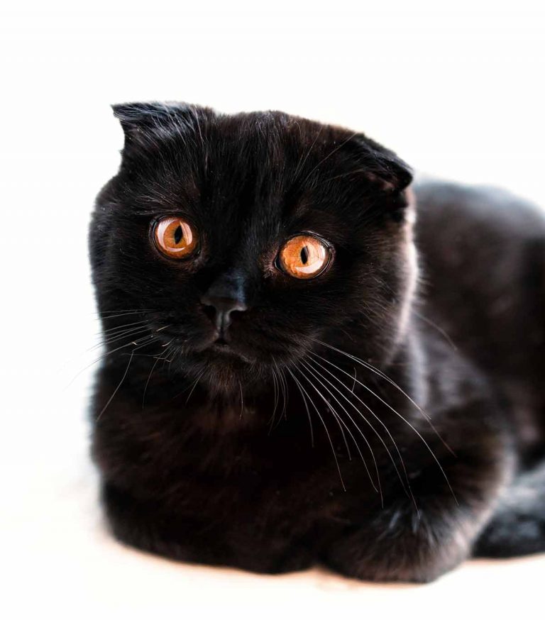 Black Cat Breeds - Which Ones Make The Best Pets?