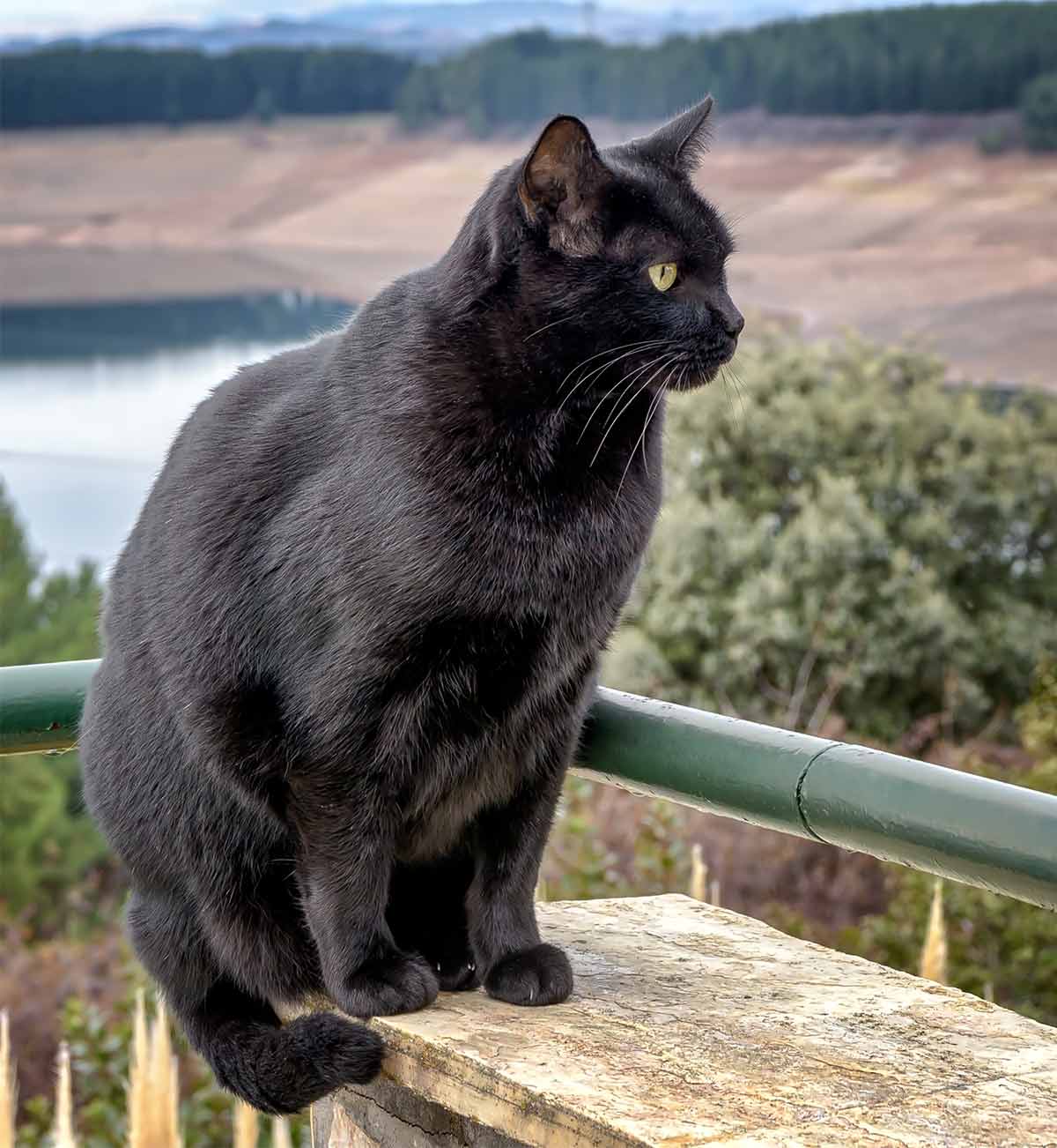 Bombay Cat Personality - How Will Your Black Beauty Behave?